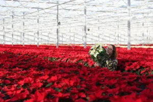 Grower produces rarer white variety of poinsettia house plant
