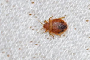 Two men arrested after dozens of people scammed out of cash for fake bedbug treatments they did not need