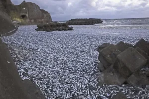 Thousands of tons of dead sardines wash ashore in northern Japan