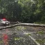 A police car is blocked by a fallen tree