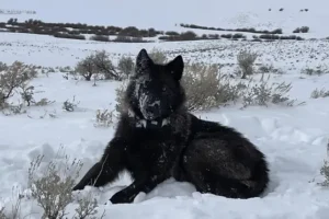 Judge gives go-ahead for wolves to be reintroduced to Colorado