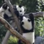 The Panda cubs Meng Xiang, right, and Meng Yuan climb in their enclosure during their first birthday in Berlin
