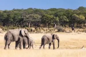 At least 100 elephants die in drought-stricken Zimbabwe park