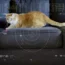 NASA Laser Demo Cat