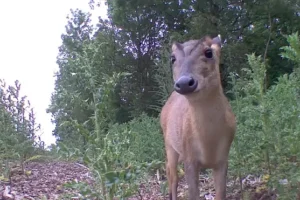 Saving Rudolph: AI used to deter deer from railway tracks this Christmas