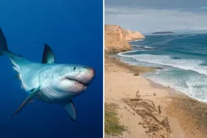 Teenage surfer mauled to death by shark in Australia in front of desperate father, despite locals’ fight to save him