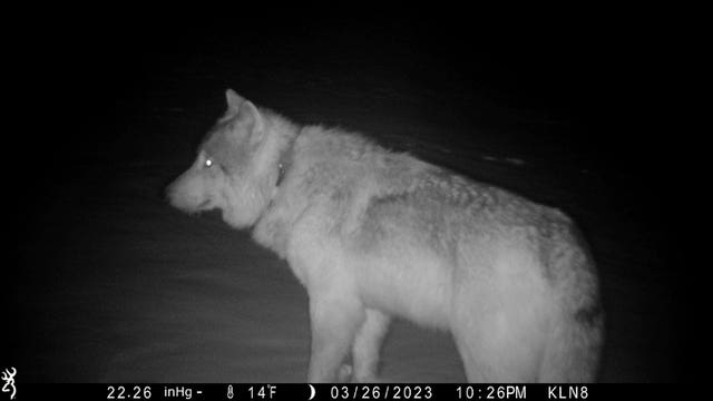 bddde0d4fdc346508a599ba9a84ac0a6 Gray Wolves-Colorado