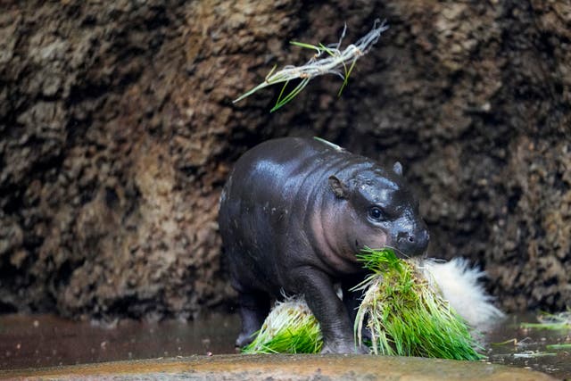 0c5b9367adbe400c92d6b7253559bee6 Czech Republic Baby Pygmy Hippo