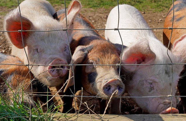 2-61946544 Pigs on a pig farm near Ashford in Kent (Gareth Fuller/PA)