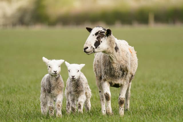 2-71620697 Lambs