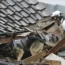 A police officer and dog search a collapsed house in Wajima