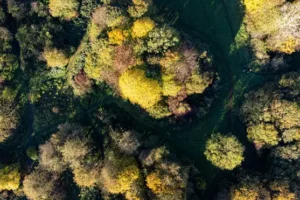 UK consumption putting enormous pressure on world’s forests, MPs warn