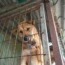 New legislation is set to outlaw the dog meat industry.