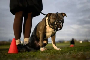 XL Bully dogs to be banned in Scotland after influx of breed across the northern border