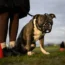 The British Government takes steps to ban the XL Bully breed after a number of fatal attacks