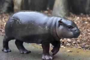 Strike the pose: First photoshoot for rare male pygmy hippo at Czech zoo