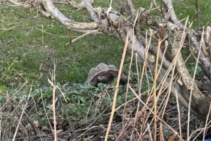 Morbid discovery as police find seven dead giant tortoises in Devon forest