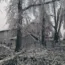 Fallen branches and ice covered trees in Creswell, Ore