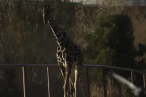 Benito the giraffe leaves extreme weather at Mexico’s border after campaign