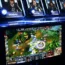 Competitors play in a League Of Legends championship series video game competition