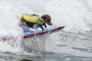 Meet Efruz, the Jack Russell terrier who loves to surf the waves of Peru