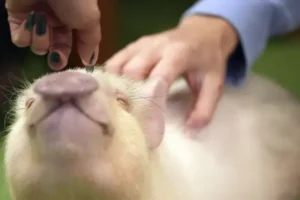Customers at Tokyo cafe enjoy new treat – cuddling a micro pig