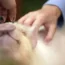 A micro pig being petted