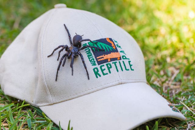 7ca053ea47134340aa697d7c03bad9ee The spider