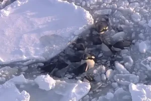Pod of killer whales trapped in drift ice off northern Japan ‘escapes safely’