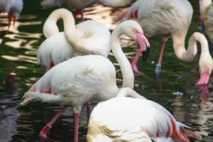 Berlin Zoo mourns oldest resident Ingo the Flamingo