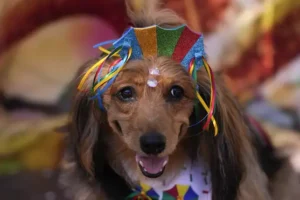 Dogs in costumes parade in Rio de Janeiro as pet lovers kick off Carnival