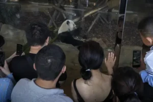 Man banned from panda park for life for throwing ‘objects’ into enclosure