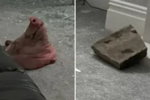 Pig’s head hurled into Muslim family’s home in Blackburn as police investigate hate crime