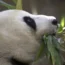 China San Diego Panda Diplomacy