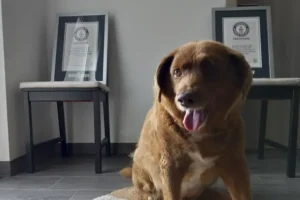 Guinness World Records annuls ‘oldest dog ever’ title for dead Bobi