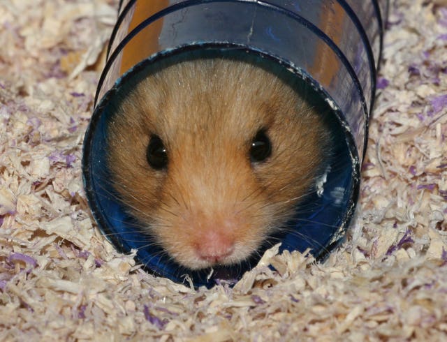 2-5512634 A hamster