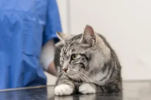 Q&A: Why are UK vets being investigated, and am I paying too much?