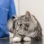 Cute cat in the veterinary practice is examined by the veterinarian
