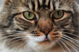 Dogs and cats behind more than 6,000 insurance claims