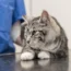 Cute cat in the veterinary practice is examined by the veterinarian