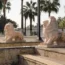 Mersin lions