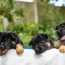 German shepherd Guide Dogs