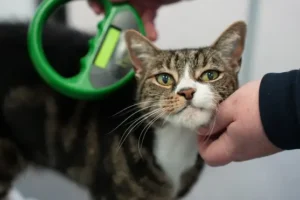 Struggling to afford vet care? Here are some tips amid investigation into sector