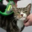 Photo issued by The Environment Department (Defra) of a microchipped cat being scanned
