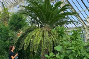AI enlisted in the hunt for female partner for lonely ancient plant