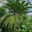 Dr Laura Cinti looks up at an E.woodii plant growing in a glasshouse at Kew Gardens