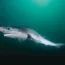 Sharpnose Sevengill Shark (Heptranchias perlo), which is related to the Brazilian sharpnose shark