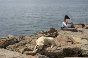 Mass cull fears as bill to regulate Turkey’s stray dog population approved
