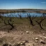Dried mud and old trees