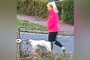 Attemped murder arrest after dog walker found injured and unconscious on country lane